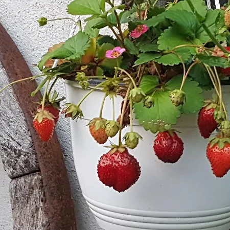 Lasserg-cottage Hébergement de vacances Münstermaifeld